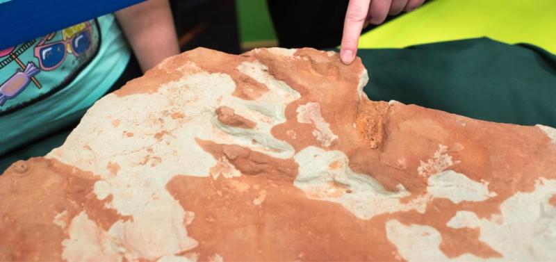 A fossil at an exhibit.