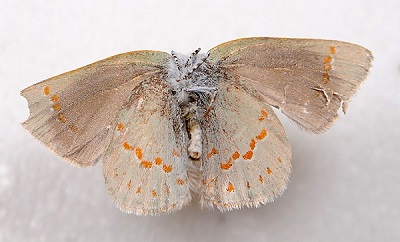 P.E.I. Early Hairstreak. Photo by John Klymko