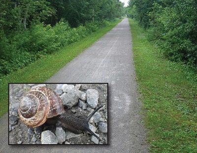 Corpse Snail Arianta arbustoru