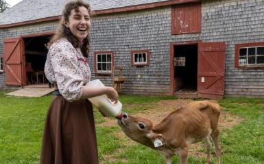Staff in Victorian-era costume feeding calf at Orwell Corner Historic Village