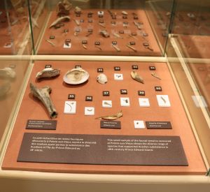 echibition display