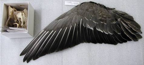 Pink-footed goose wing