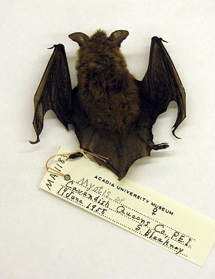 Image of a bat from the Acadian University Museum