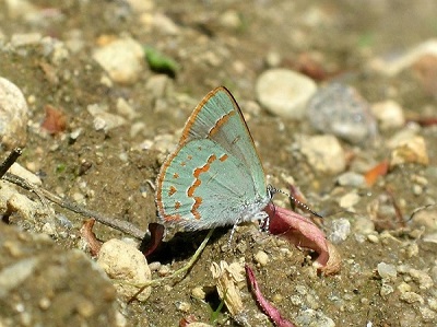 Early Hairstreak in Quebec. Photo by Peter Hall
