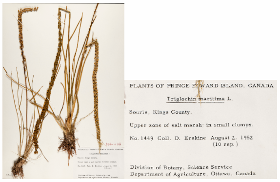 This herbarium specimen of Sea Arrowgrass, Triglochin maritime L. was collected in Souris in 1952 by David Erskine.