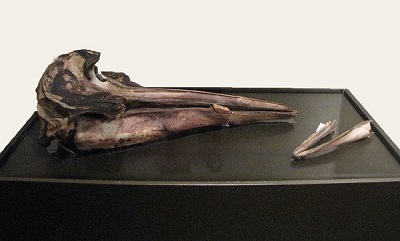 Sowerby’s Beaked Whale skull on display at the New Brunswick Museum